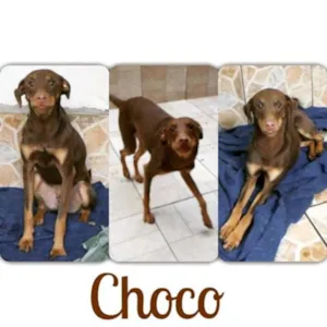 Cachorro raça SRD idade 1 ano nome Choco