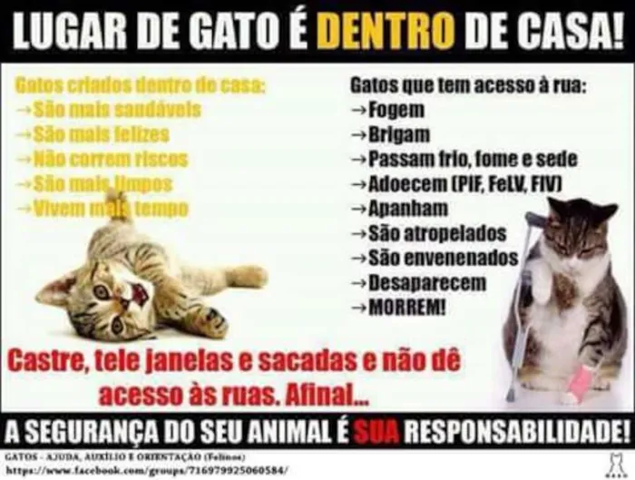 Gato ra a SRD idade 2 a 6 meses nome Nina