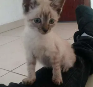 Gato raça SRD idade 2 a 6 meses nome Nina