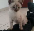 Nina