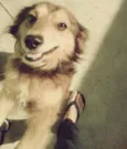 Prince