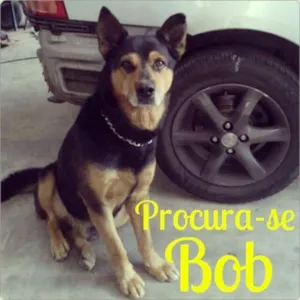 Cachorro raça SRD idade 2 anos nome Bob GRATIFICA