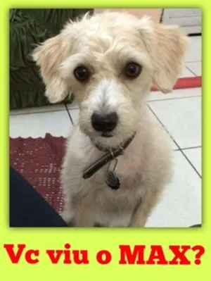 Cachorro raça Poodle idade  nome Max