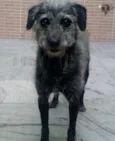 Menino