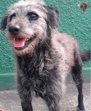Cachorro raça SRD idade 3 anos nome Menino