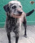 Menino