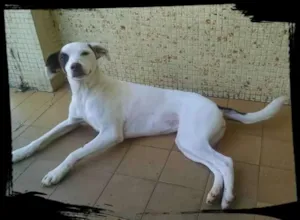 Cachorro raça SRD idade 2 anos nome Jasmine