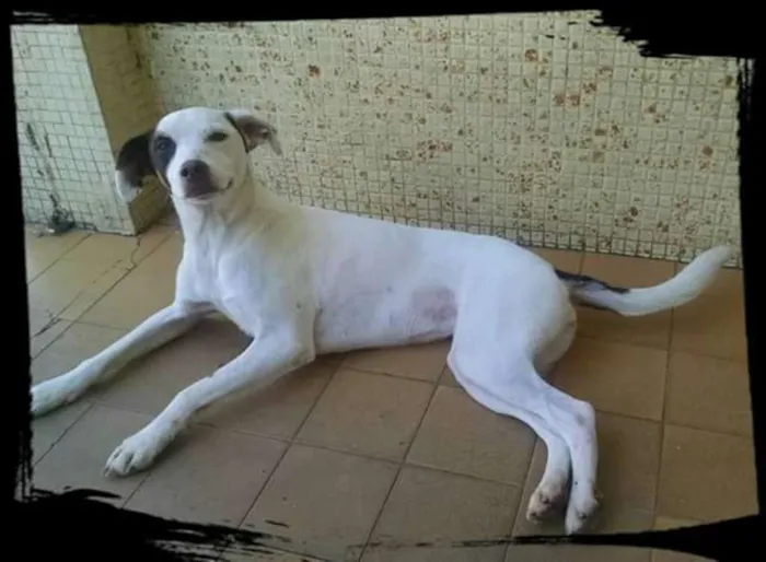 Cachorro ra a SRD idade 2 anos nome Jasmine