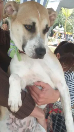 Cachorro raça SRD idade 7 a 11 meses nome Clara
