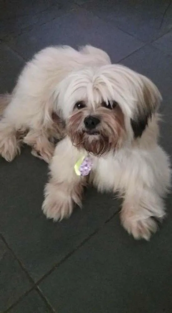 Cachorro ra a Lhasa Apso idade 3 anos nome Fofucho