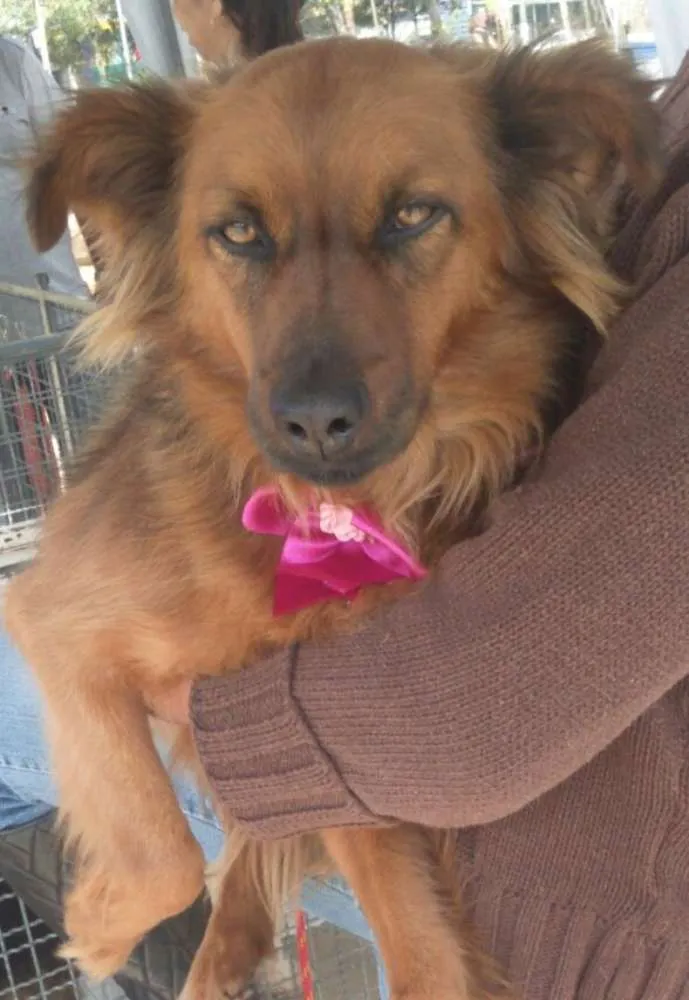 Cachorro ra a SRD idade 1 ano nome Rebeca