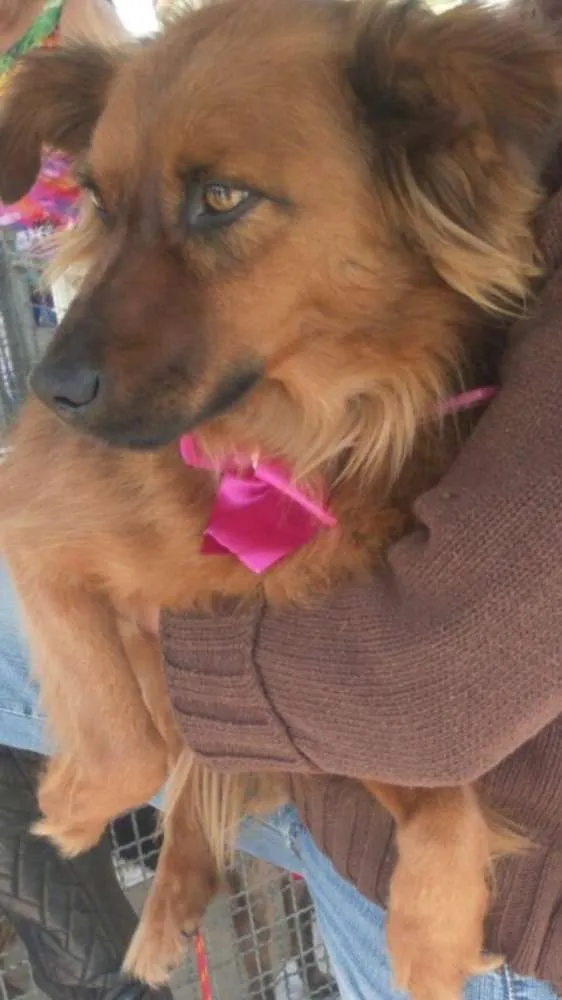 Cachorro ra a SRD idade 1 ano nome Rebeca