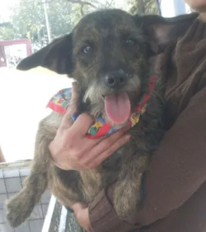 Cachorro raça SRD idade 7 a 11 meses nome Tonico