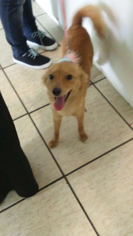 Cachorro ra a srd idade 1 ano nome Belinha