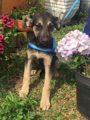 Cachorro raça SRD idade 2 a 6 meses nome Bebezona