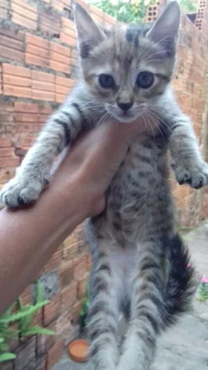 Gato raça misturada idade 2 a 6 meses nome nina, e sofhia