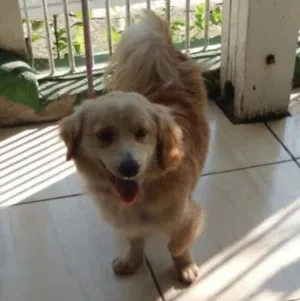 Cachorro raça srd idade 1 ano nome Belinha