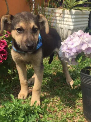 Cachorro raça SRD idade 2 a 6 meses nome Bebezão