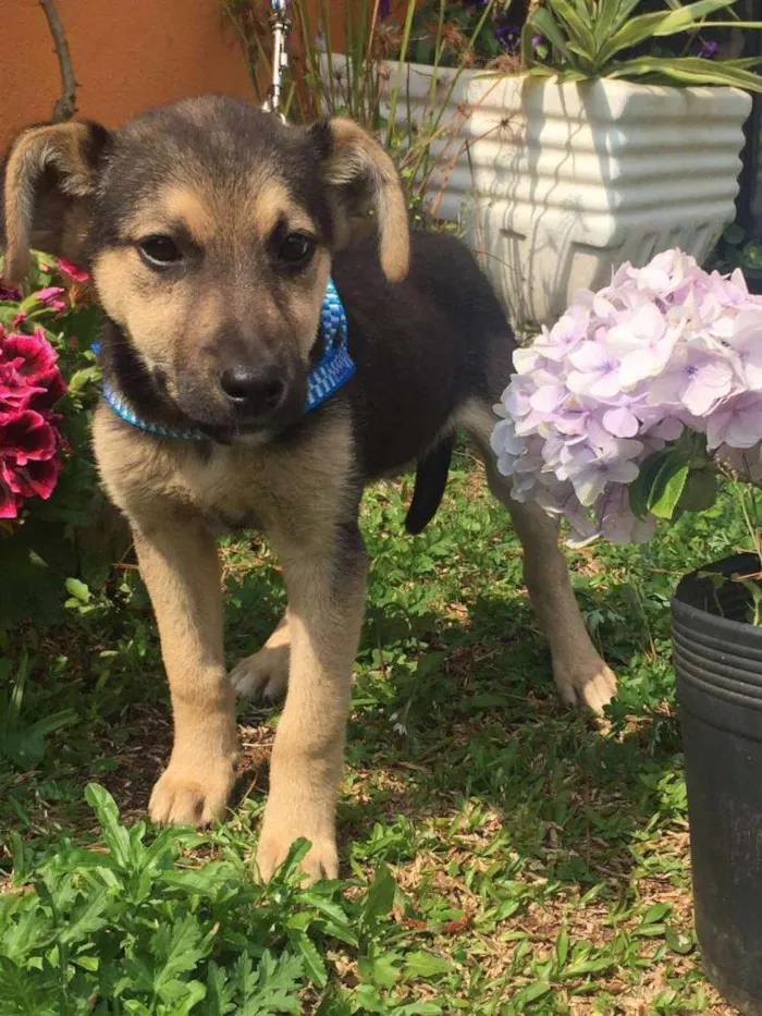 Cachorro ra a SRD idade 2 a 6 meses nome Bebezão