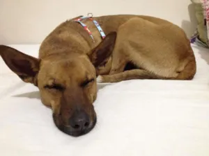 Cachorro raça Amor idade 1 ano nome Linda