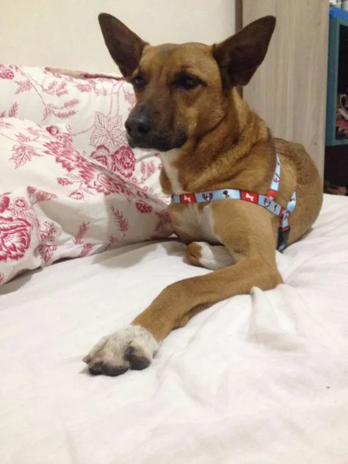 Cachorro ra a Amor idade 1 ano nome Linda