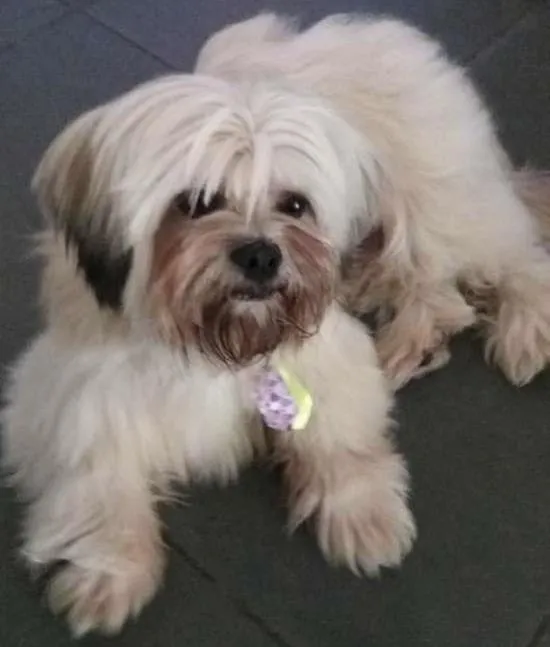 Cachorro ra a Lhasa Apso idade 3 anos nome Fofucho