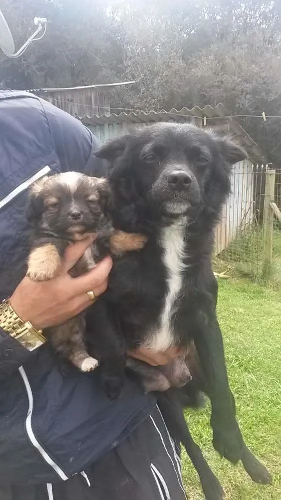 Cachorro ra a  idade 1 ano nome Suzi e july