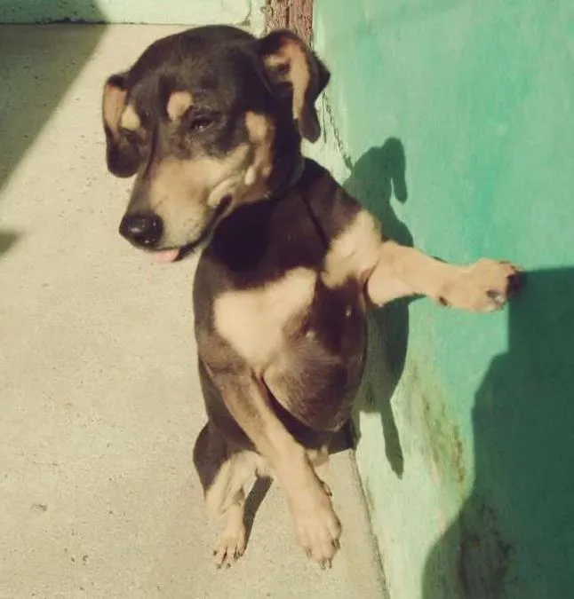 Cachorro ra a Salsicha idade 3 anos nome Scooby