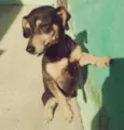 Scooby