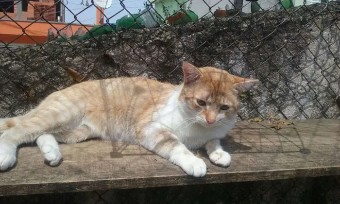 Gato ra a srd idade 2 anos nome peter