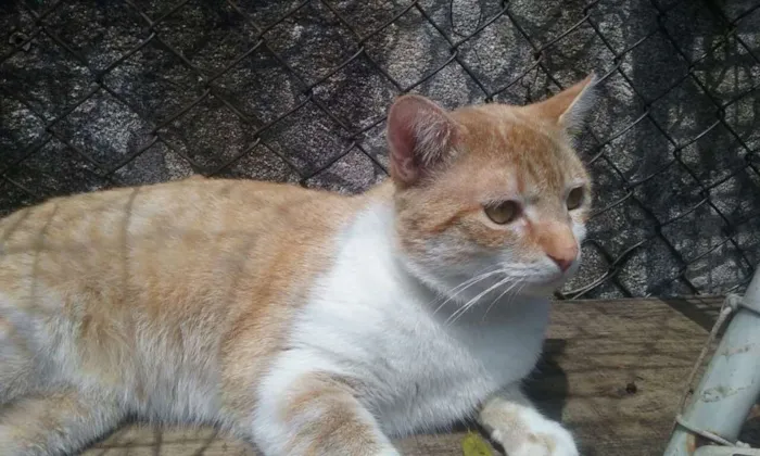Gato ra a srd idade 2 anos nome peter