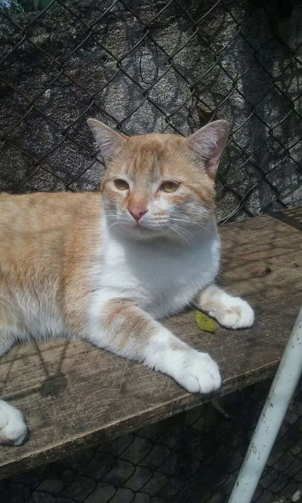 Gato ra a srd idade 2 anos nome peter