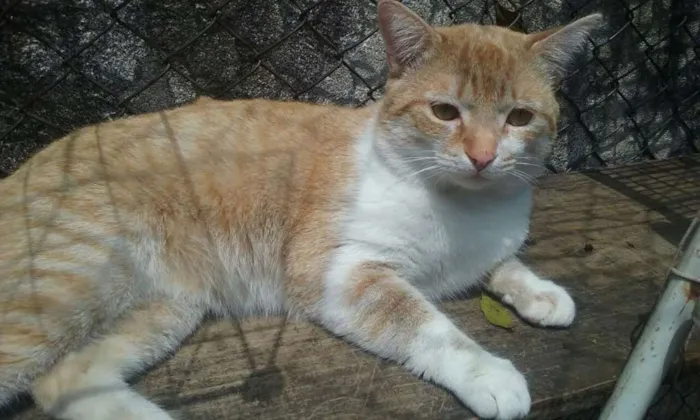 Gato ra a srd idade 2 anos nome peter