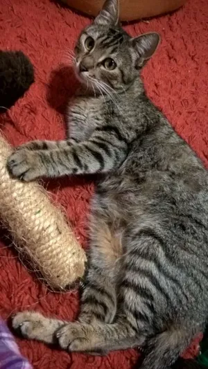 Gato raça srd idade 2 anos nome kyoko