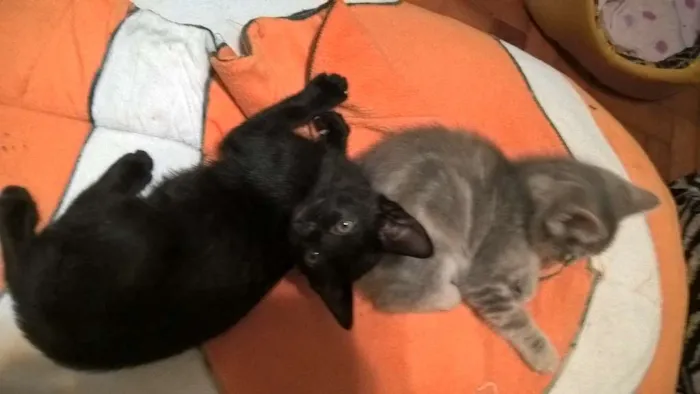 Gato ra a srd idade Abaixo de 2 meses nome shoyo