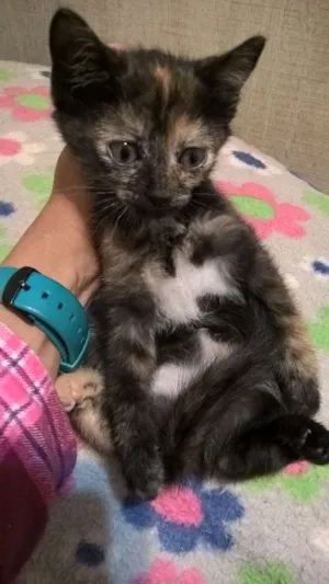 Gato raça srd idade Abaixo de 2 meses nome sushi