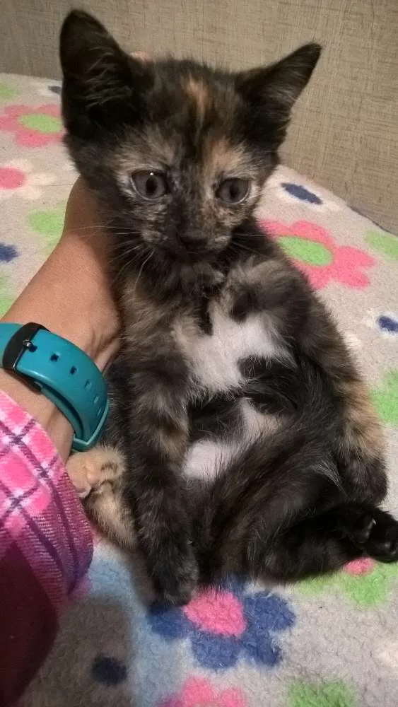 Gato ra a srd idade Abaixo de 2 meses nome sushi