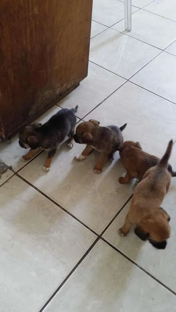 Cachorro ra a Vira lata  idade Abaixo de 2 meses nome Ainda sem nome 