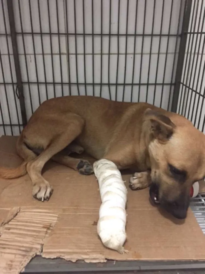 Cachorro raça vira lata idade 2 anos nome Guerrero