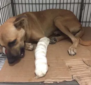Cachorro raça vira lata idade 2 anos nome Guerrero