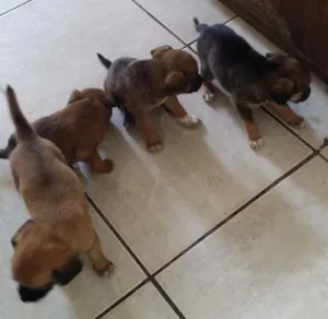 Cachorro raça Vira lata  idade Abaixo de 2 meses nome Ainda sem nome 