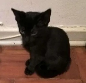 Gato raça srd idade Abaixo de 2 meses nome shoyo