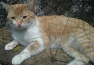 Gato raça srd idade 2 anos nome peter
