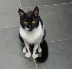 Gato ra a Sem raça idade 2 a 6 meses nome Preta