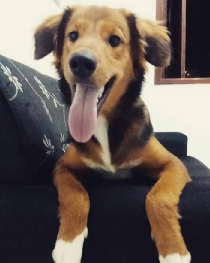Cachorro ra a SRD idade 1 ano nome Godah