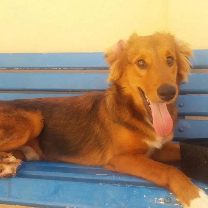 Cachorro ra a SRD idade 1 ano nome Godah