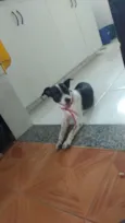 Pretinha