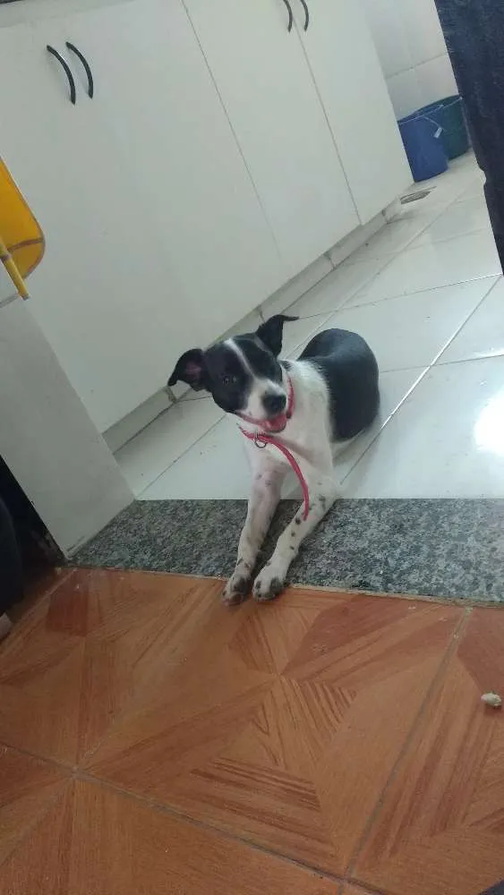 Cachorro ra a SRD idade 7 a 11 meses nome Pretinha