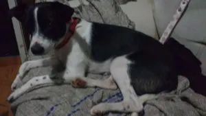 Cachorro raça SRD idade 7 a 11 meses nome Pretinha