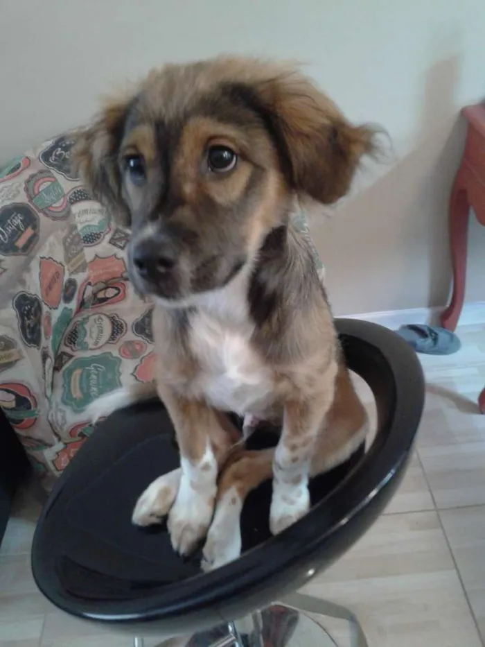 Cachorro ra a pastor shetland idade 2 a 6 meses nome Jesse